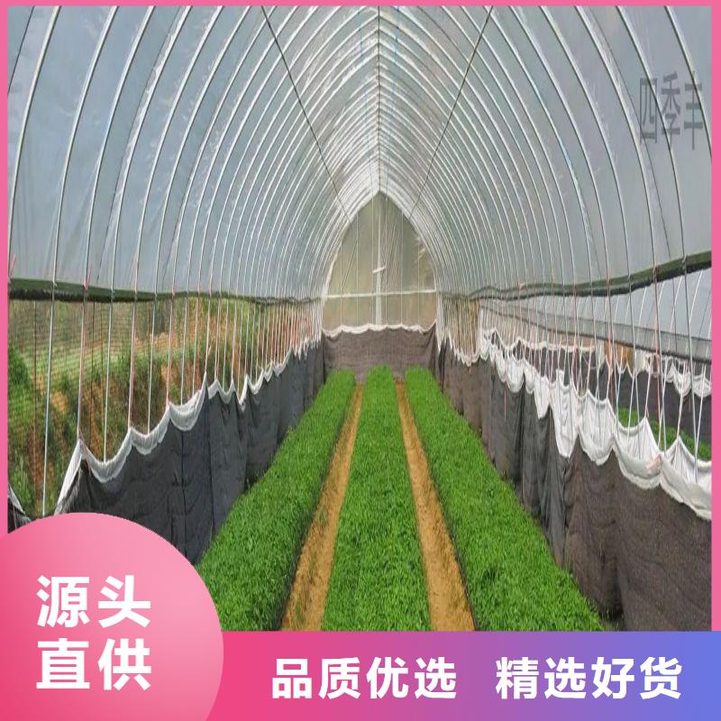 縣連體大棚鋼管實體廠家