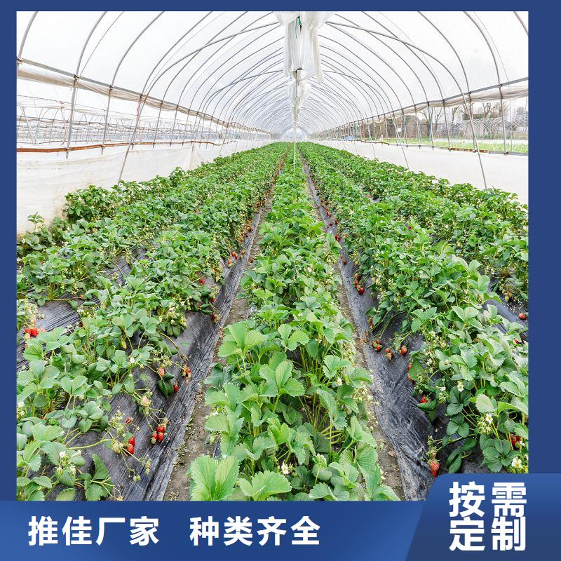 大棚管2连栋温室搭建工厂直销