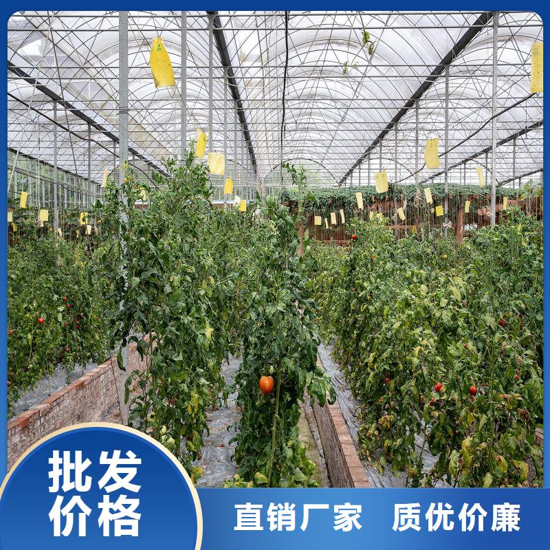 相城連棟溫室大棚價(jià)格行情