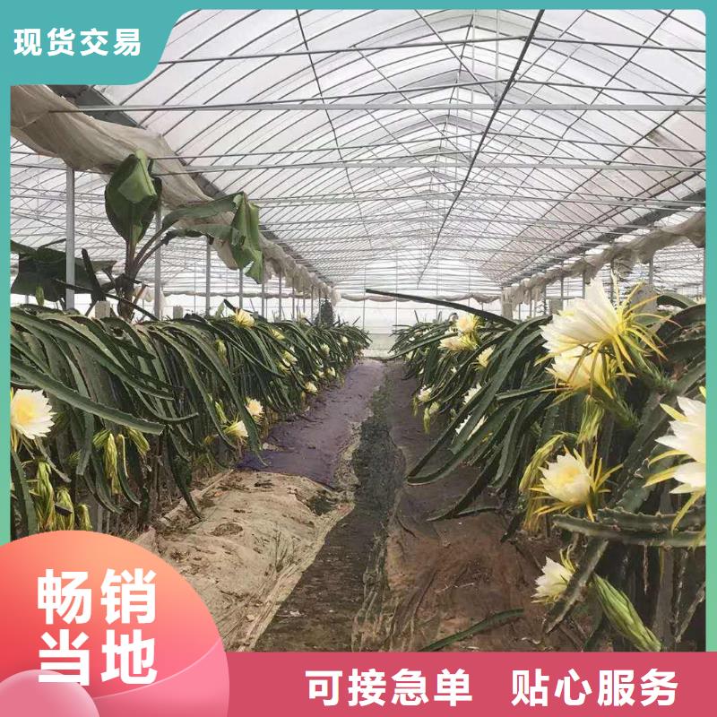 大棚管-椭圆管温室大棚来图来样定制