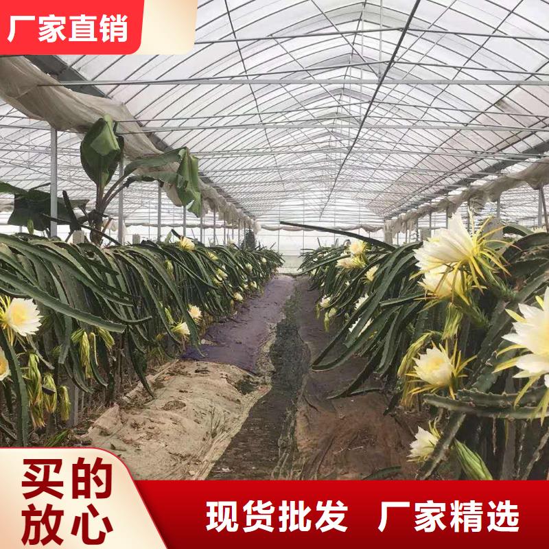 大棚管連棟大棚管用心做好每一件產(chǎn)品