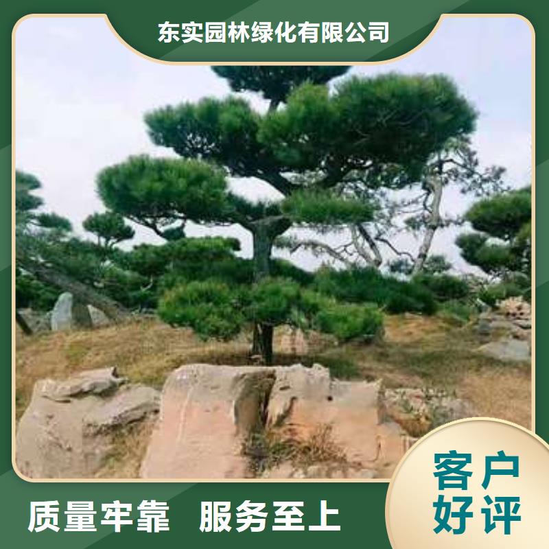 造型松,造型油松產(chǎn)地廠家直銷