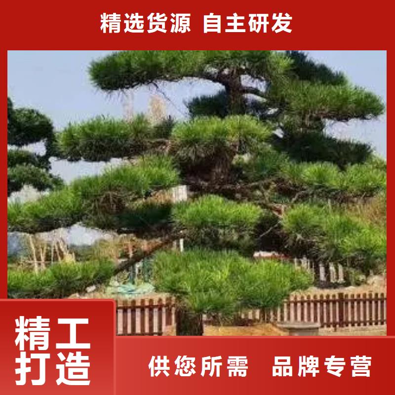 造型松造型松苗木厂家直接面向客户