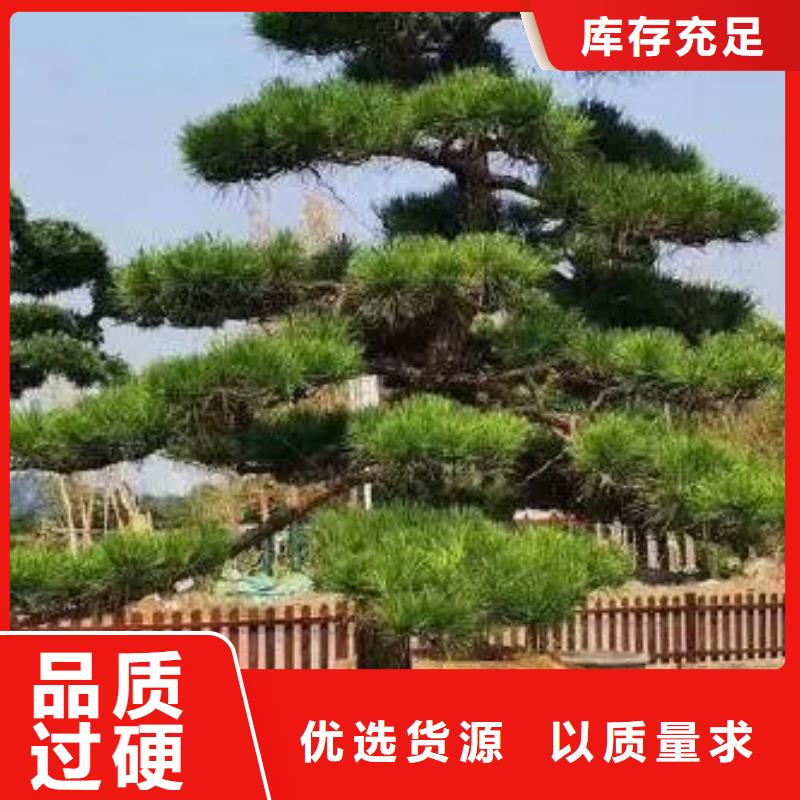  造型松真實(shí)拍攝品質(zhì)可靠
