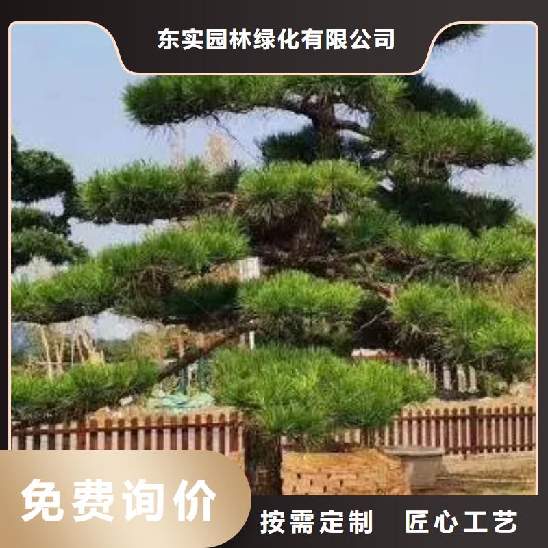 造型松迎客松精工打造