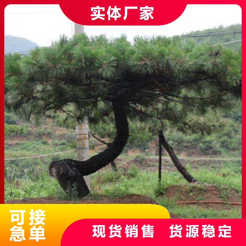 造型松古樁一站式供應(yīng)廠家