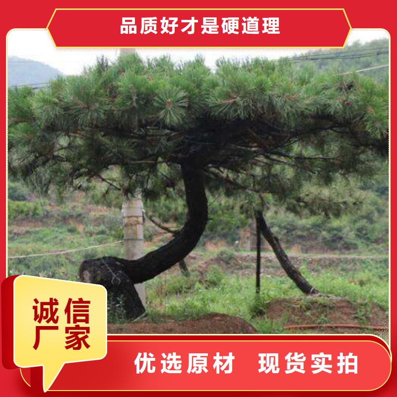 造型松古桩从源头保证品质