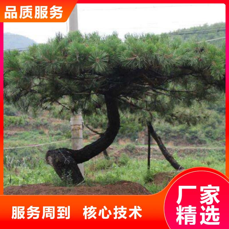 造型松造型松苗木實(shí)力廠商