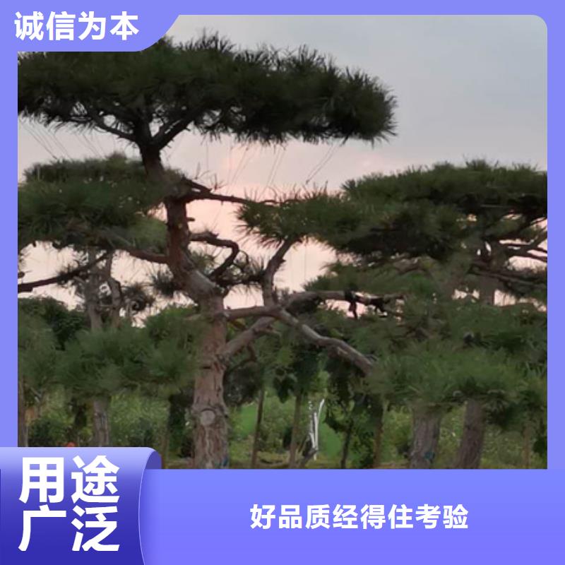 造型松造型松苗木质量优价格低
