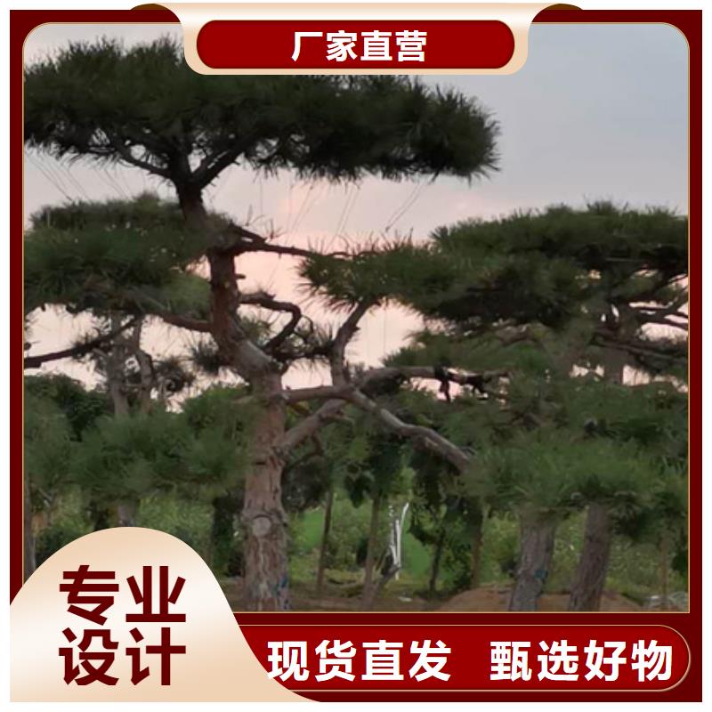 造型松古桩从源头保证品质