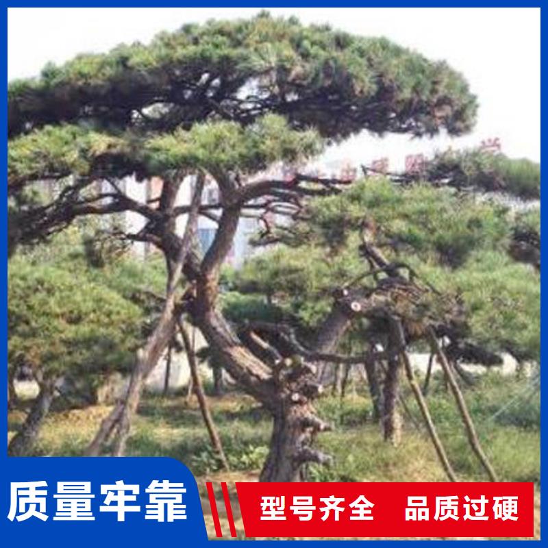  造型松廠家直銷放心
