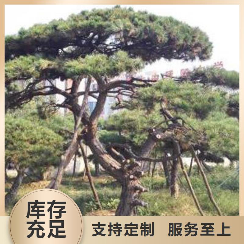 平頂松大量供應