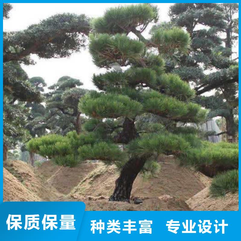 造型松-造型黑松根據(jù)要求定制