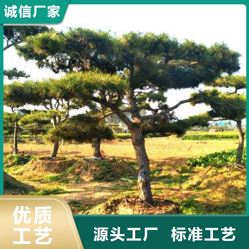 造型松平顶松专注品质