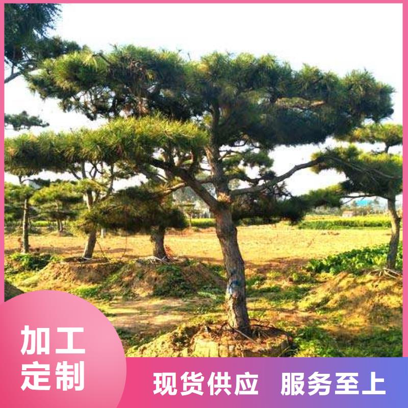 造型松 【造型松基地】今日價格