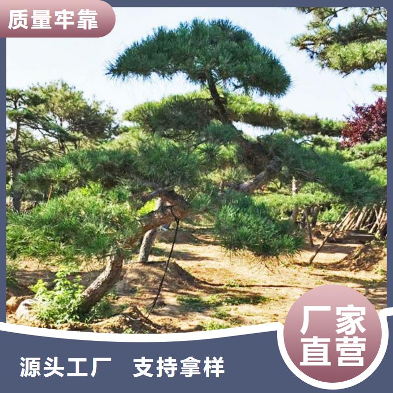 造型松造型池松誠(chéng)信商家服務(wù)熱情