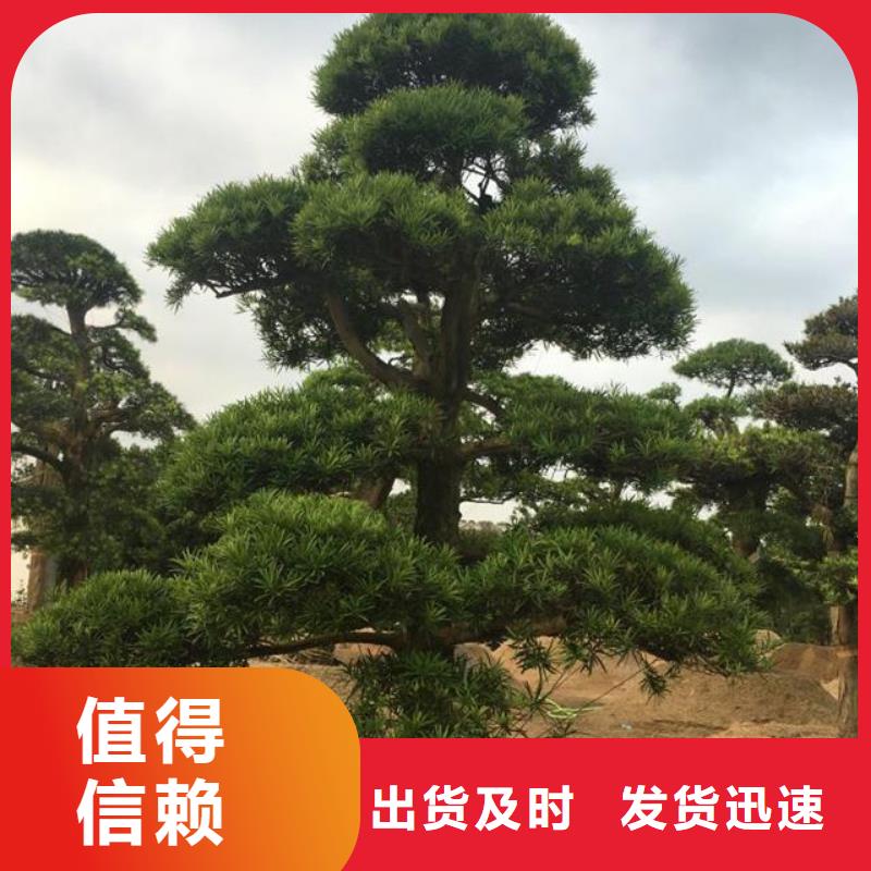 【 造型松行業(yè)優(yōu)選】