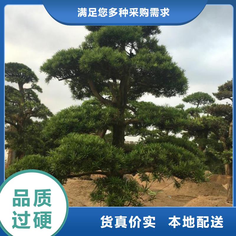 造型松古樁一站式供應(yīng)廠家