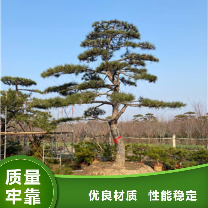 造型松专业按需定制