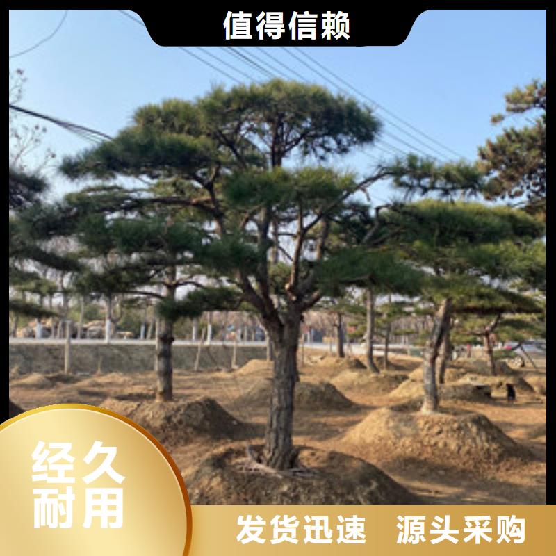 造型松古樁品種全