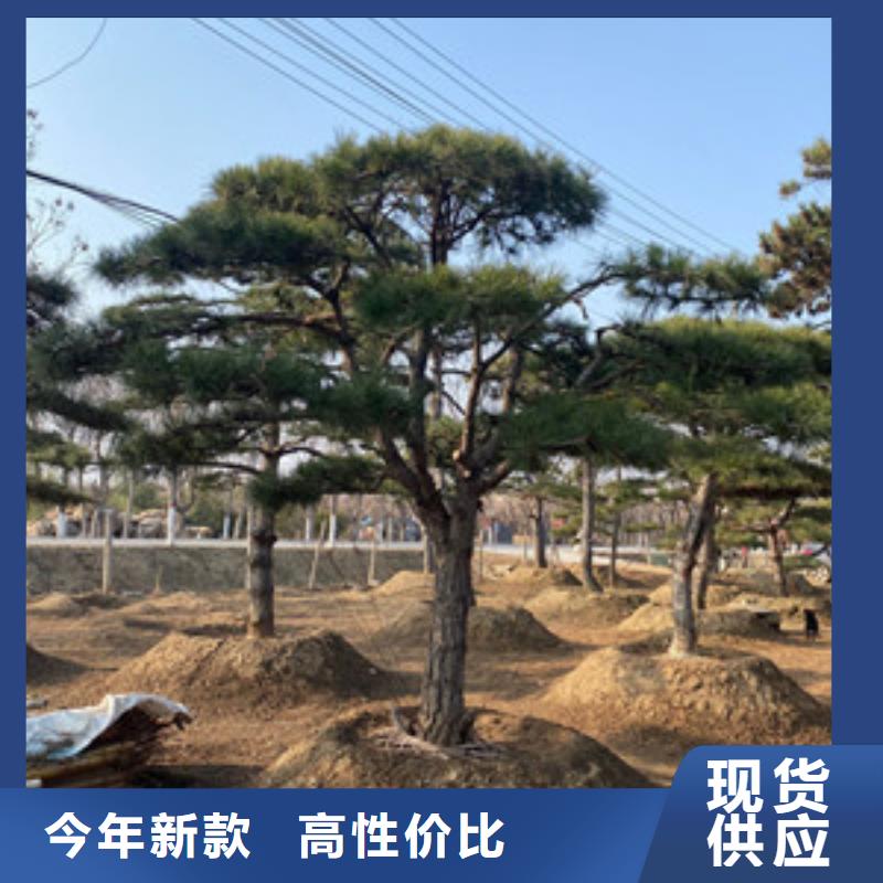 【造型松】-奇石當?shù)貜S家值得信賴