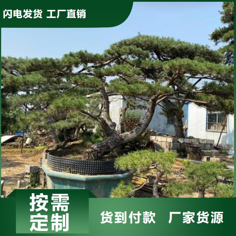 造型松黑松大品牌值得信赖