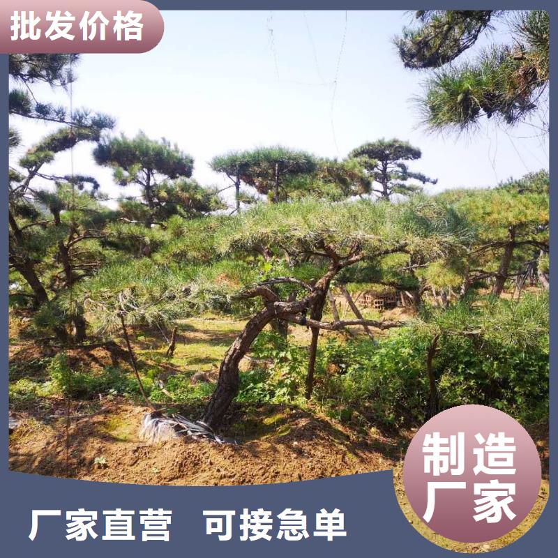 造型松造型黑松来图定制量大从优