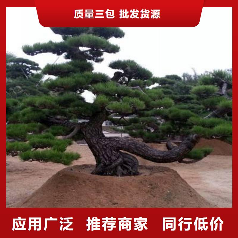  造型松實(shí)力廠家直銷