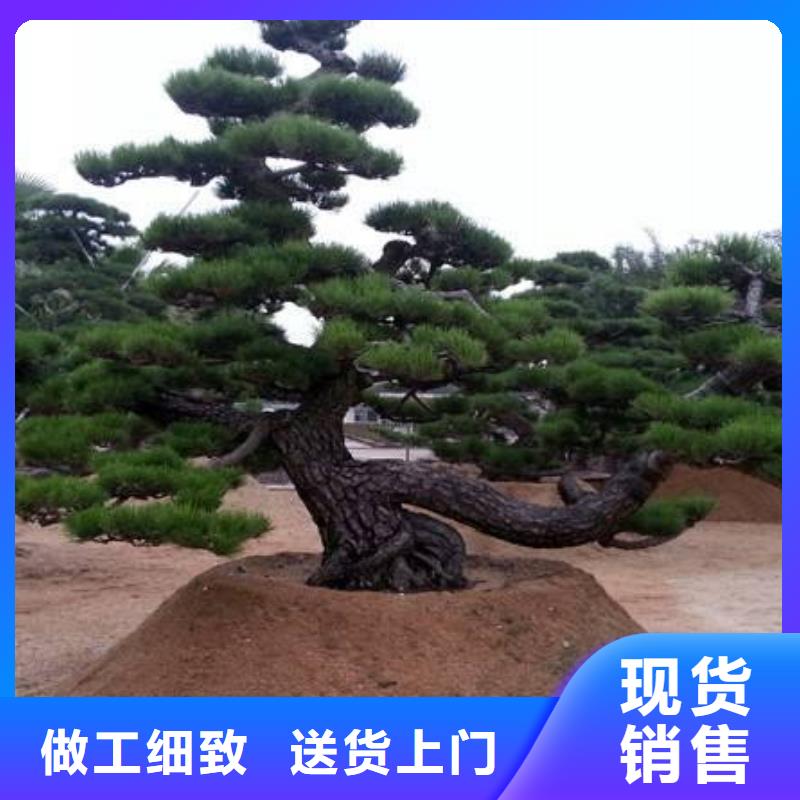 造型松-造型松價(jià)格質(zhì)檢合格出廠