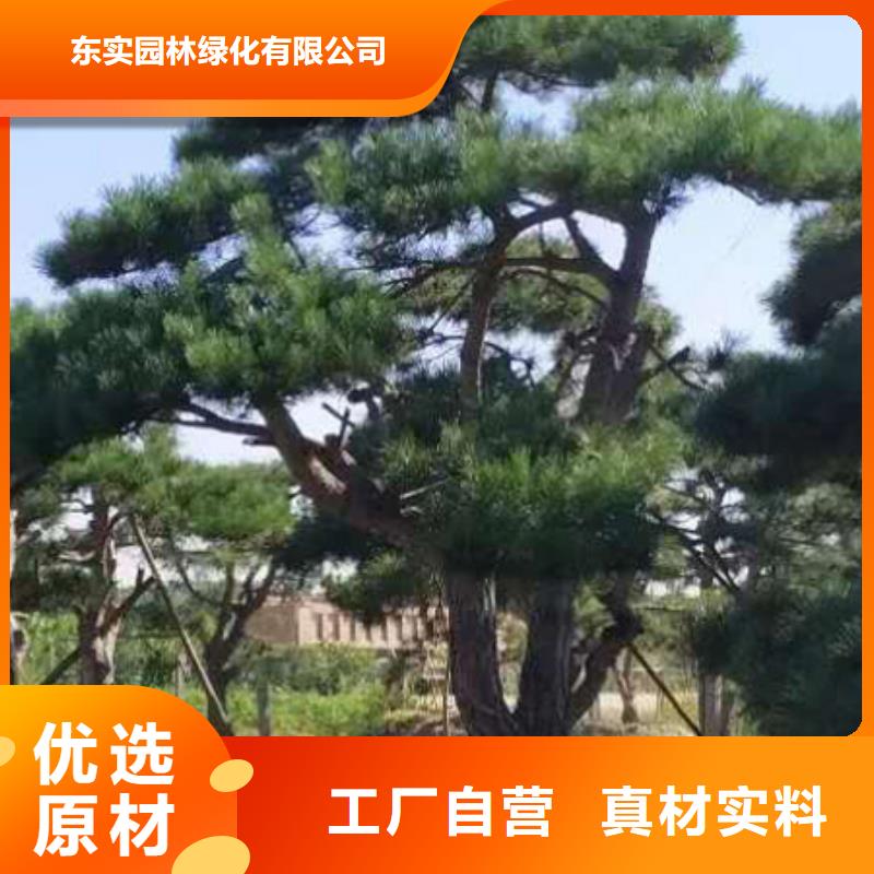 造型松迎客松符合行业标准