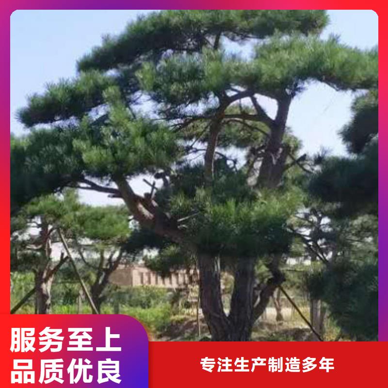 造型松【造型松價格】用品質(zhì)說話