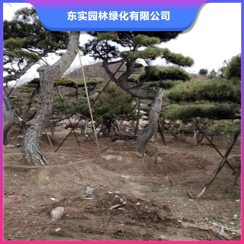 造型松盆景快捷物流
