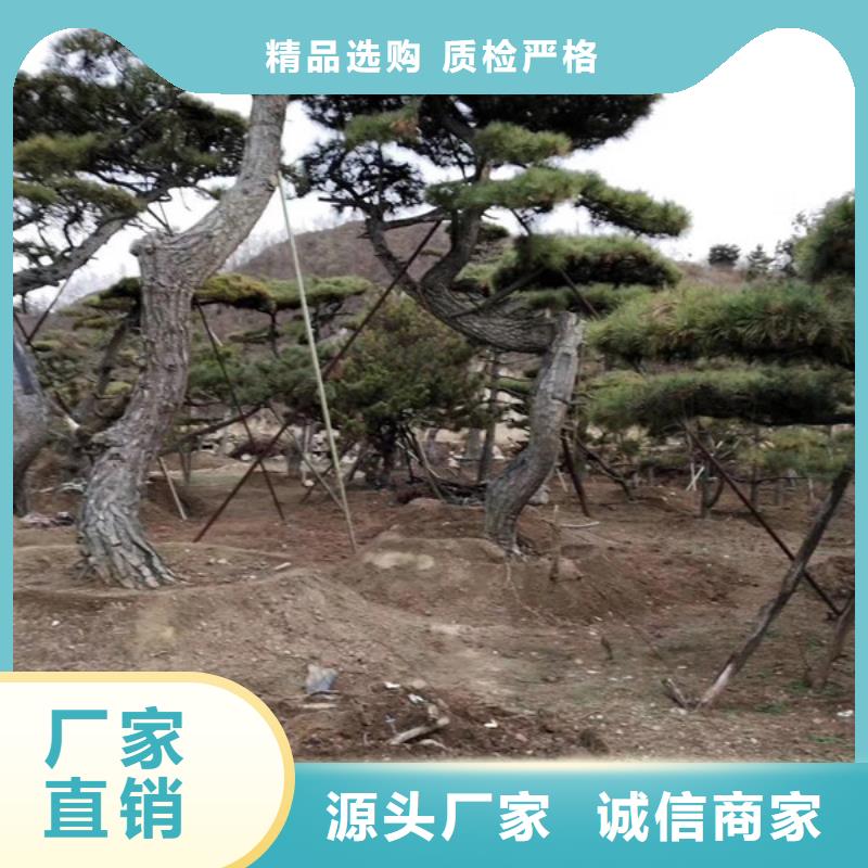  造型松源頭直供