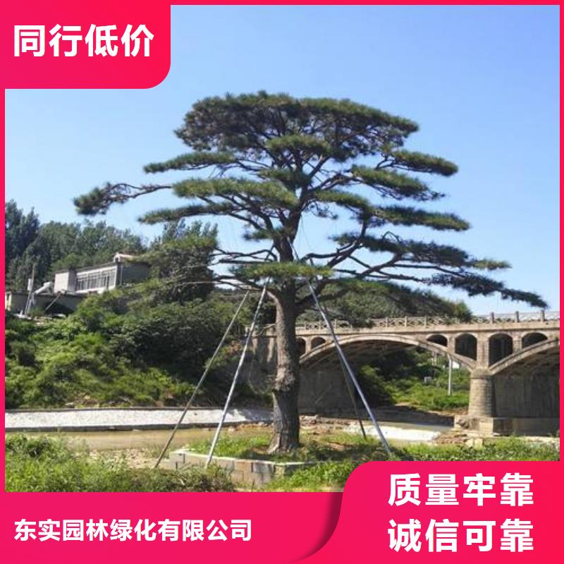 造型松造型松基地专注质量
