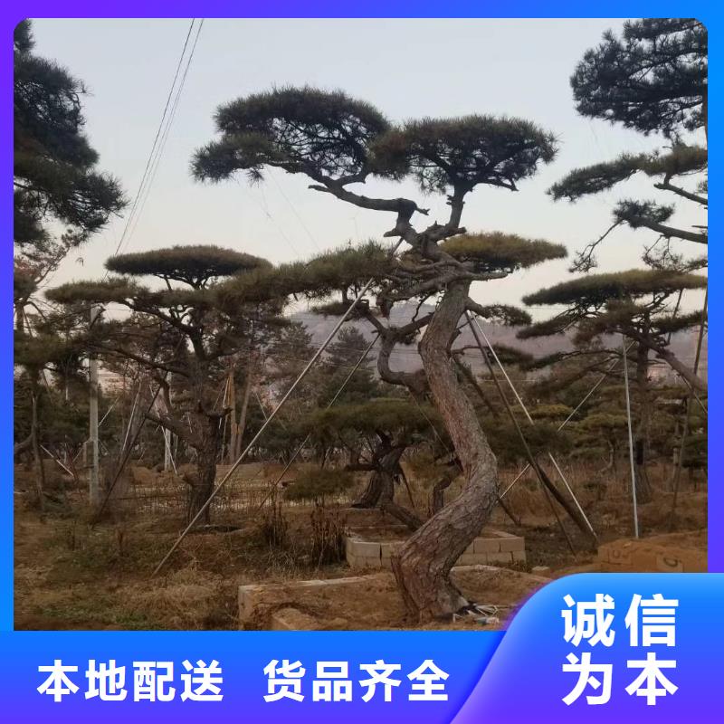 造型松造型油松每個細節(jié)都嚴格把關