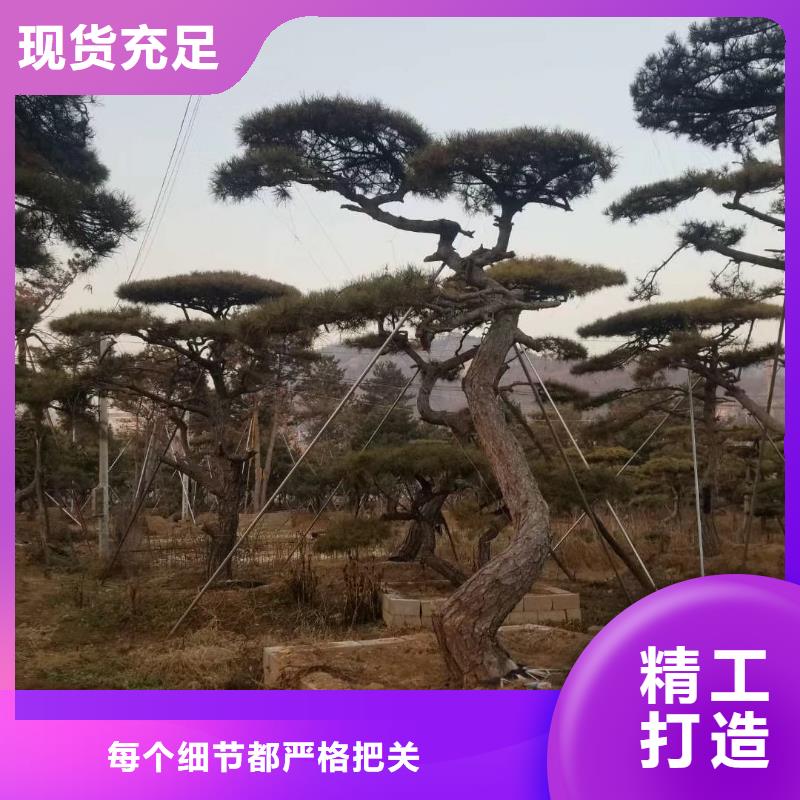 造型松奇石用途廣泛