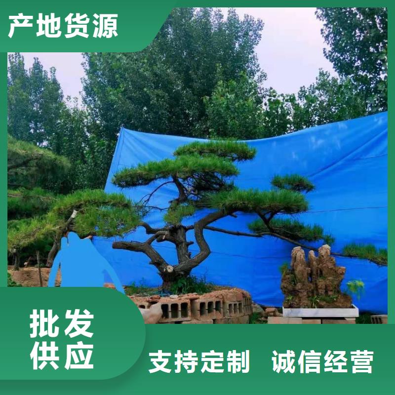 造型松造型池松誠(chéng)信商家服務(wù)熱情