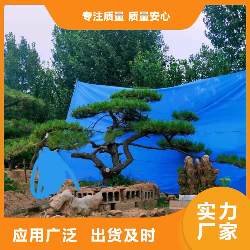 造型松古樁一站式供應(yīng)廠家