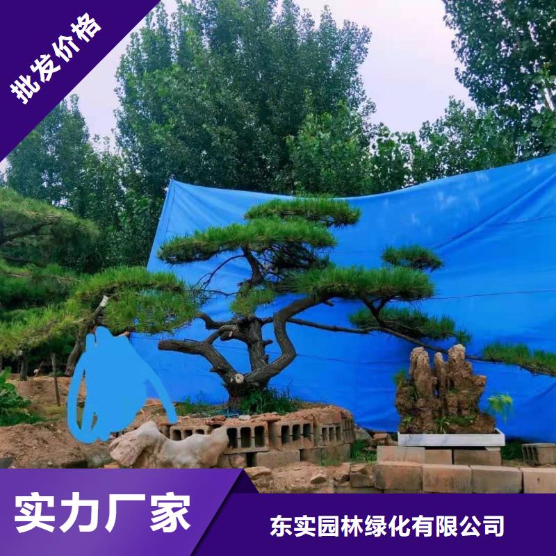 造型松古樁品種全