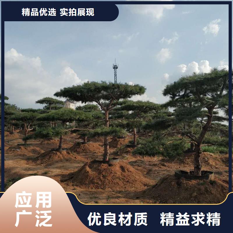 造型松造型油松貨到付款