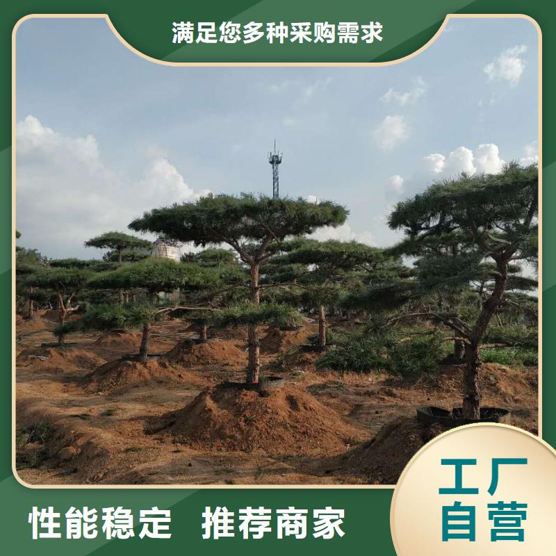  造型松真實(shí)拍攝品質(zhì)可靠