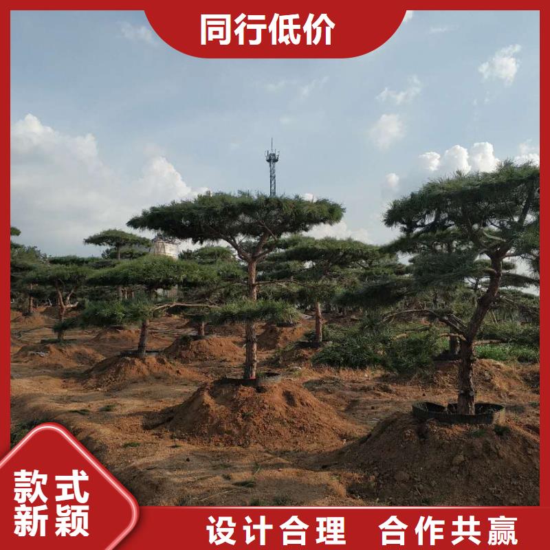 造型松-造型松價(jià)格質(zhì)檢合格出廠