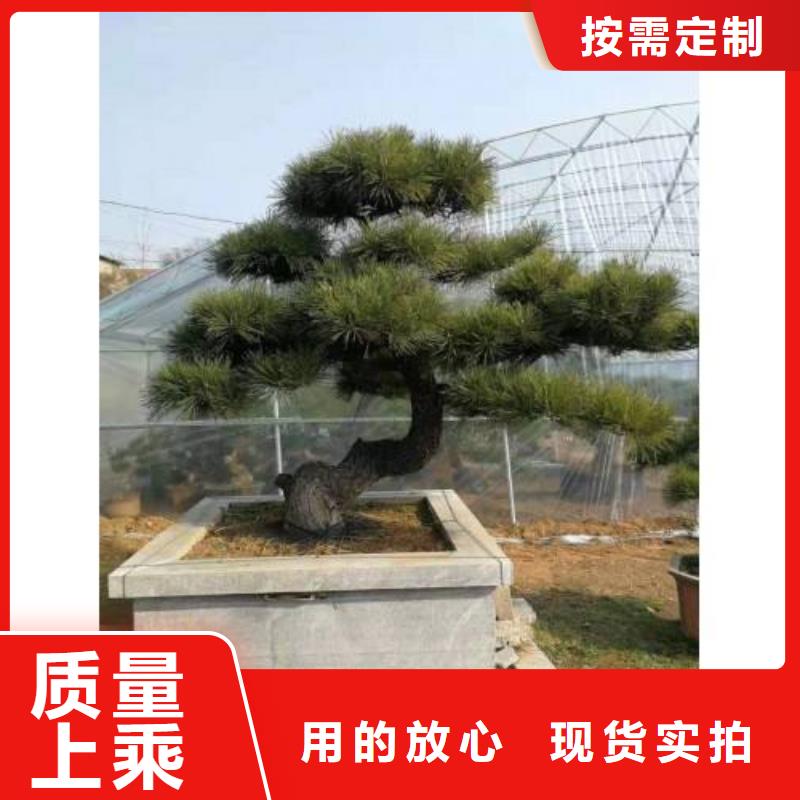 造型松盆景让客户买的放心