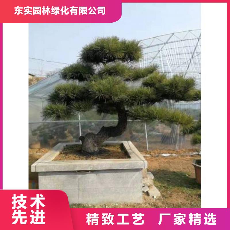 【 造型松大廠家實(shí)力看得見】