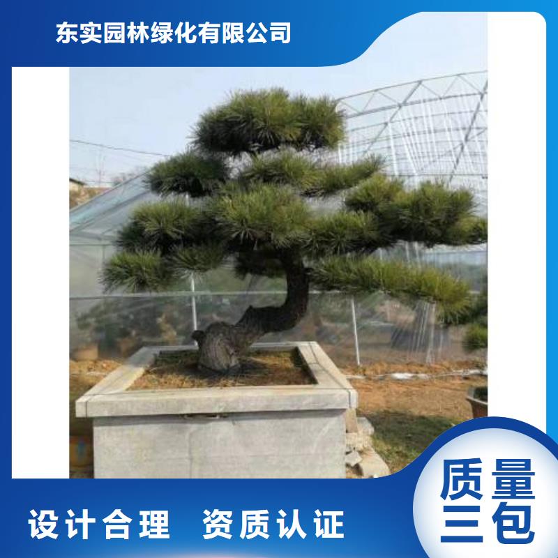 造型松古樁品種全