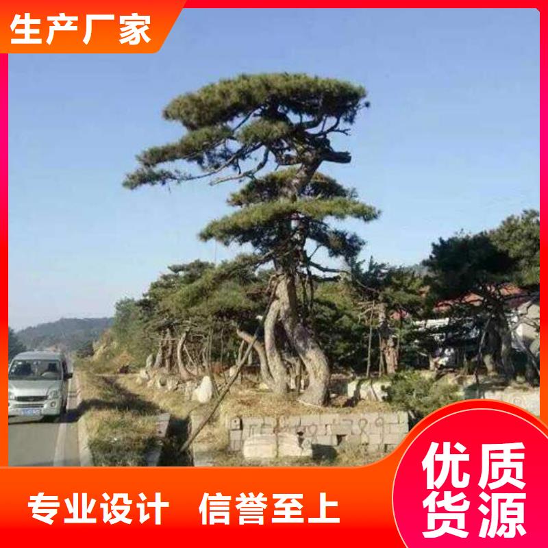 造型松迎客松精工打造
