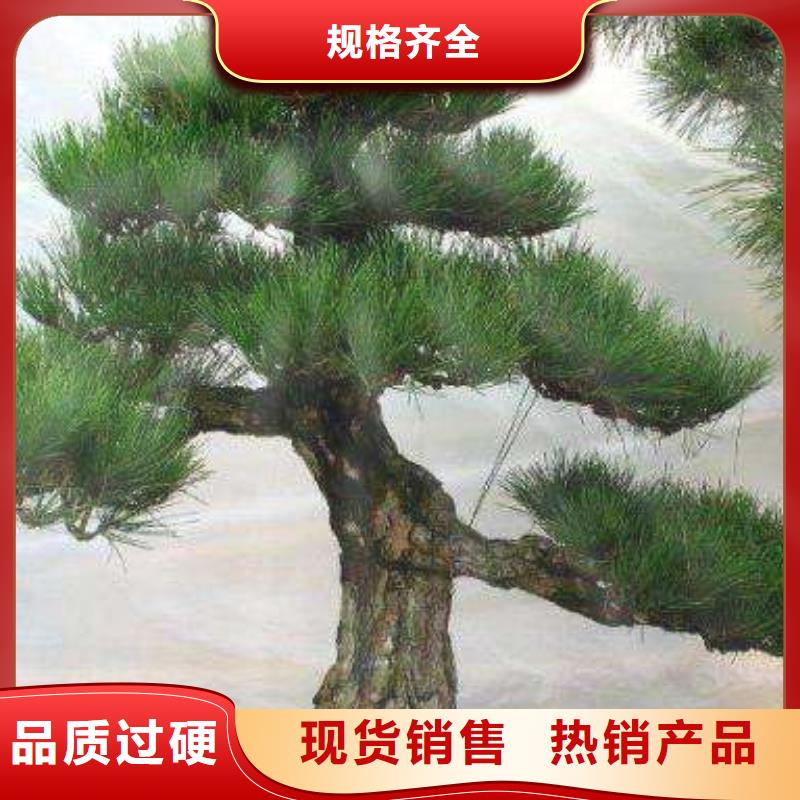  造型松廠家直銷(xiāo)規(guī)格多樣
