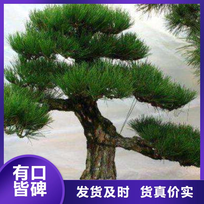 造型松平頂松品質(zhì)卓越