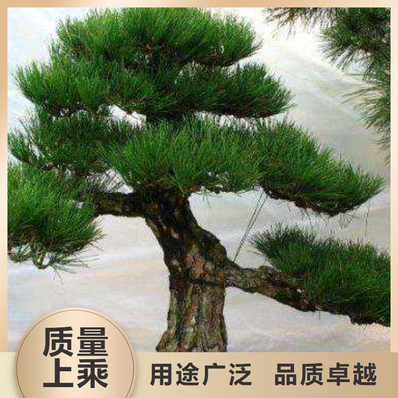 造型松造型油松打造好品質(zhì)