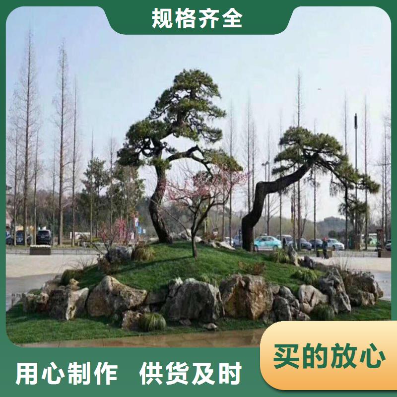 平頂松大量供應